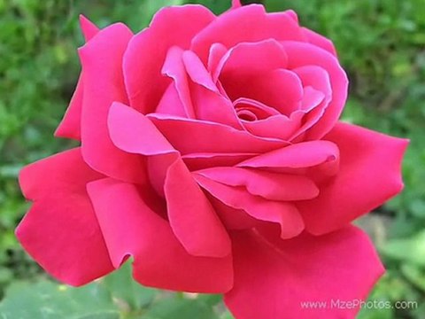 HAM MEYVAYI KOPARDILAR DALINDAN