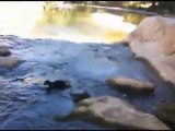 Bretzel mon vison nage dans le courant 10/08/2011 / my pet mink in a river