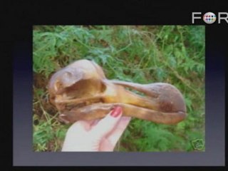 Adam Savage Obsesses Over Recreating Dodo Skeleton