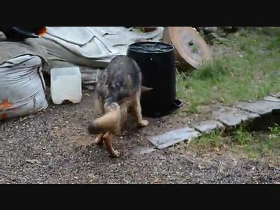 Finook attaquée par le jet d'eau