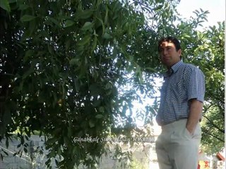 Çanakkale Şiiri (Hasan TOSUN)