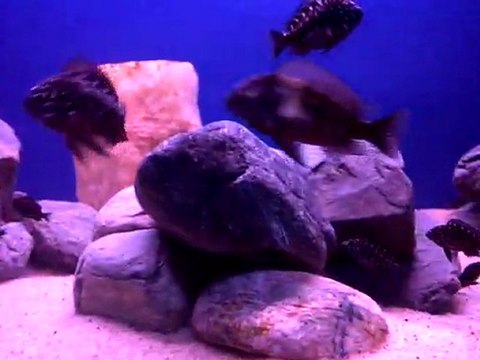 tropheus duboisi maswa yavruları