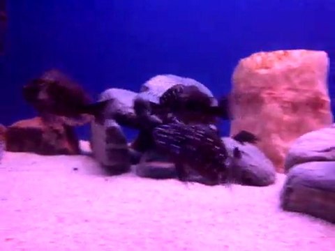 tropheus duboisi maswa yavruları