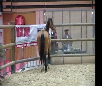 Pugtalyk saute en liberté à Equita'Lyon 2010