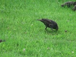 oiseau maison aout 2011 001