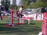 Taïga - Epagneul breton - concours agility Isbergues 31/7/11 - GPF