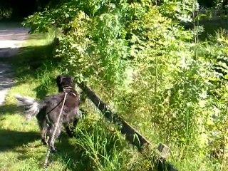 Tao marche en laisse