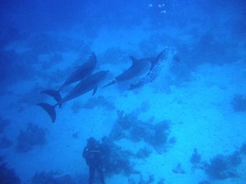Vidéo N°2 Dauphins plongée Mer Rouge avec Fred Lombard sur le site du Salem Express le Samedi 11 Juin 2011