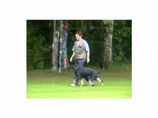 Mi Perro Se Jala Con La Correa