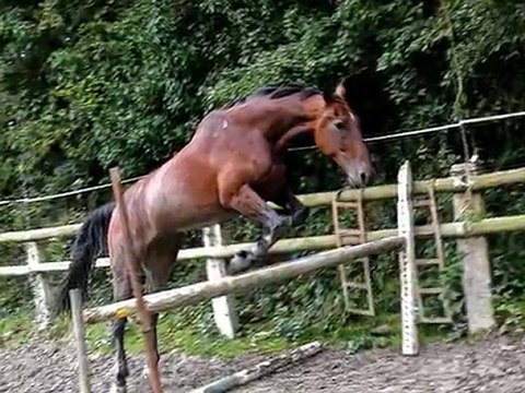 queyras le trotteur en saut