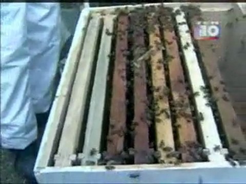 Foro sobre Apicultura en Canal 10