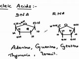 Nucleic acids DNA and RNA