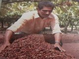 Noticia sobre cacao en noticiero VICA TV