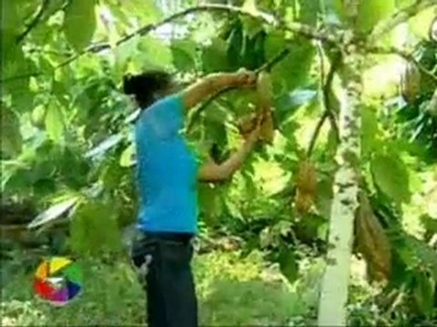 Noticia sobre cacao en La Mosquitia, Noticiero Abriendo Brecha