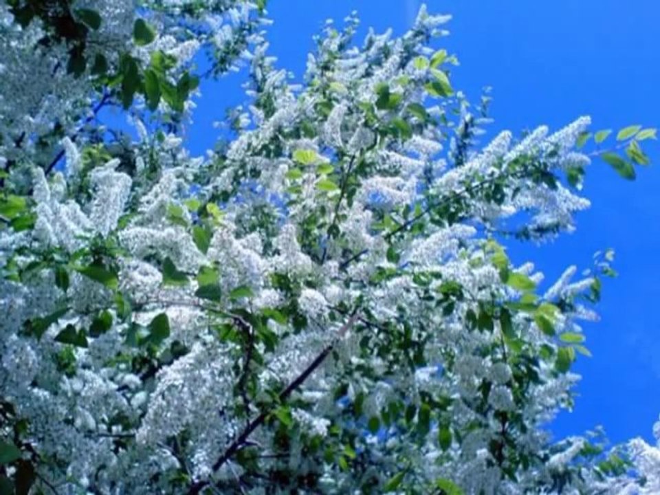 CZEREMUCHA - URALSKI CHÓR