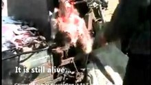 Making Money - Alive Animal Scalping