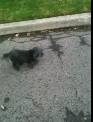 Small Black Maltypoo Walking