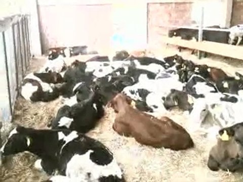 SATILIK SİMENTAL TEL: 0546 851 6657 SATILIK SİMENTAL DANA SATIŞI