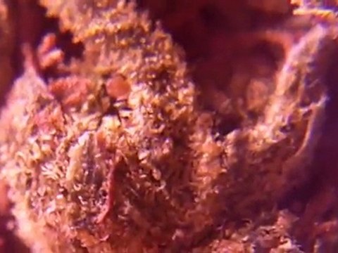 EPISODE 13 HD BUBBLEGUM BUDS TH SEEDS WEED 720p Close UPs Bong Hits INDOOr Marijuana