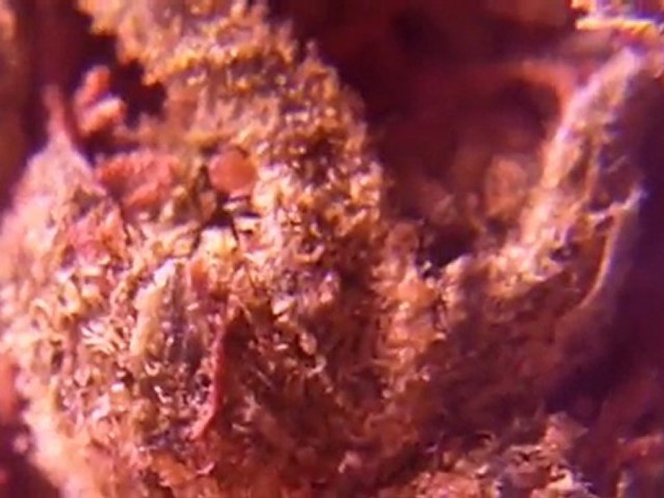 EPISODE 13 HD BUBBLEGUM BUDS TH SEEDS WEED 720p Close UPs Bong Hits INDOOr Marijuana