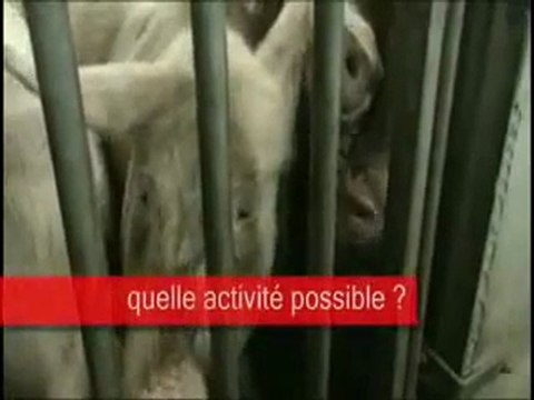 Les cochons victimes d'éleveurs hors la loi