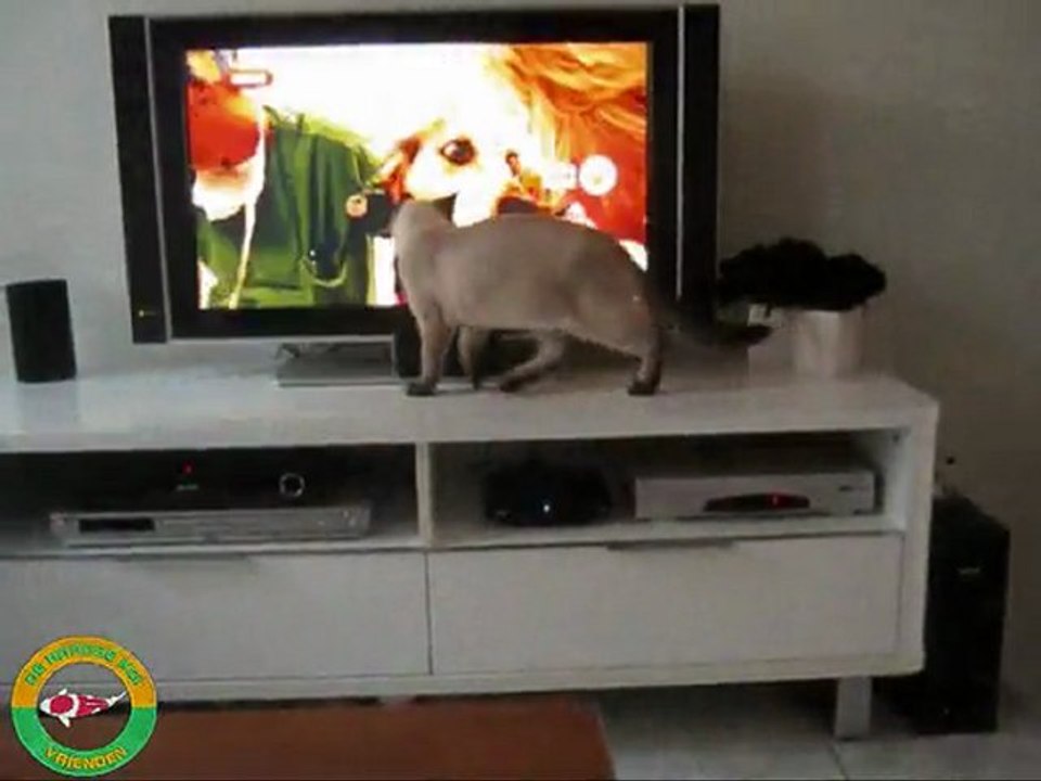 bowi Deel 2 en Rocco 18-09-2011