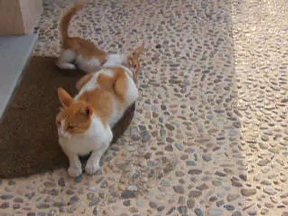 Mallorca/ katzen (www.es-coscois.de)