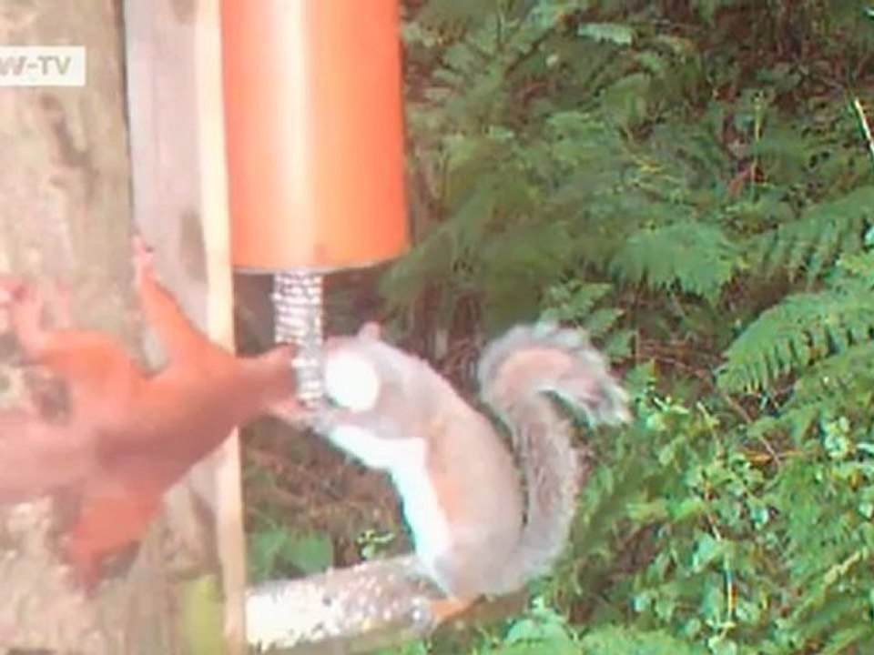 War of the rodents | video of the day