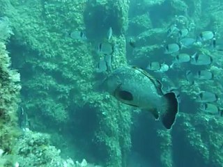 Promenade à dos de Mérous