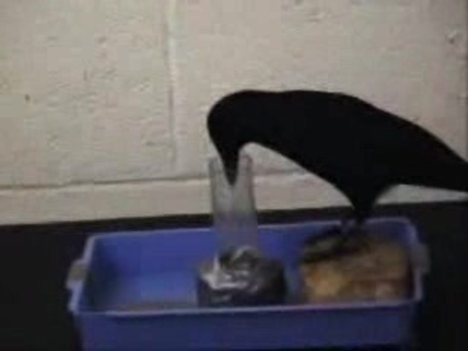 Bird Brain