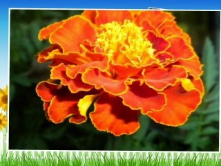 Διαδίκτυο Τέχνες Ψυχαγωγία Μ.θαλάσσης by:Μιχάλης Θαλάσσης Χαλκίδα