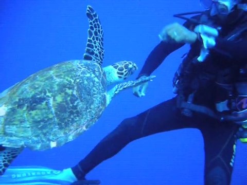 Une tortue qui a du chien, Safaga, site Abu Kefan Sud, le 8 Juin 2011