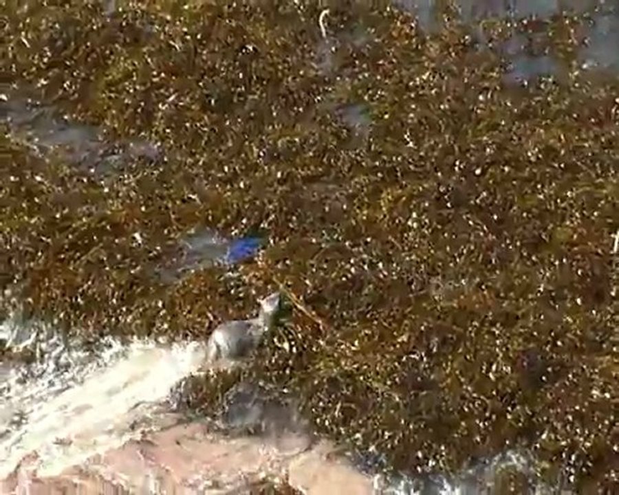 baby sea lion VS ocean