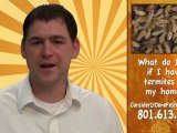 Pest Control Layton - What do I do if I see termites in my home