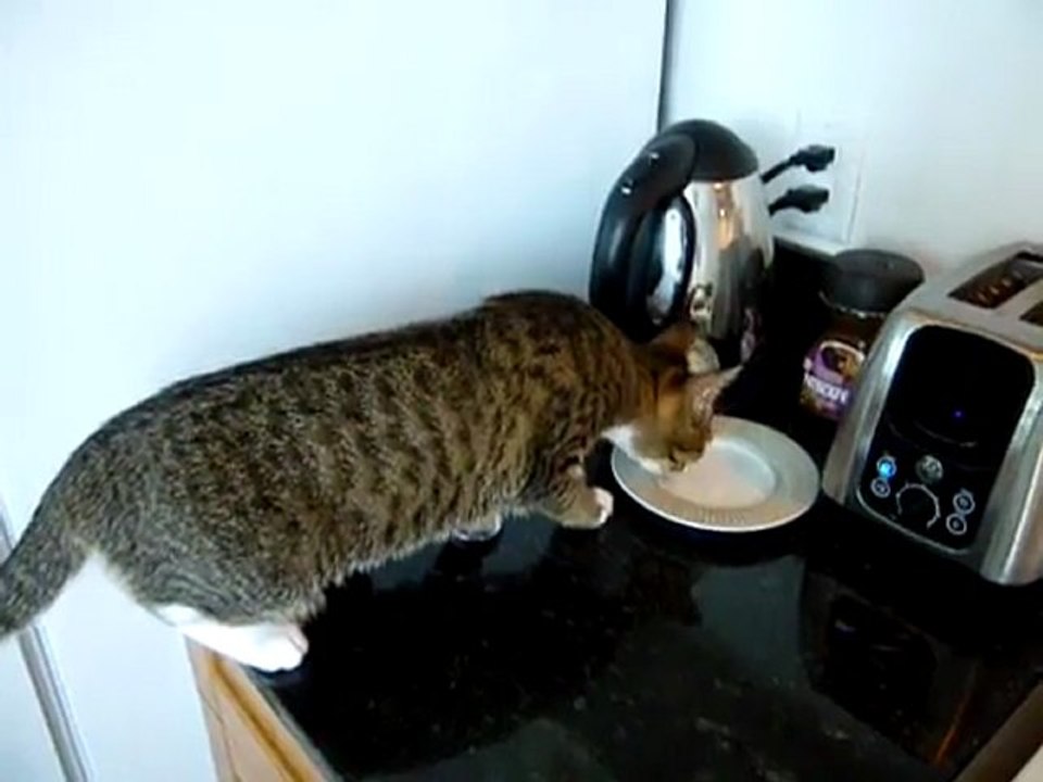 Die Katze und der Toaster Fail