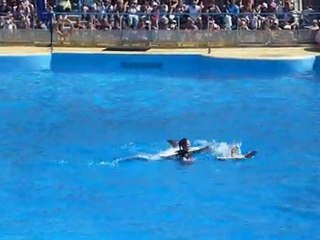 La danse des dauphins