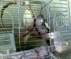 çekirdek yiyen sultan papağanı