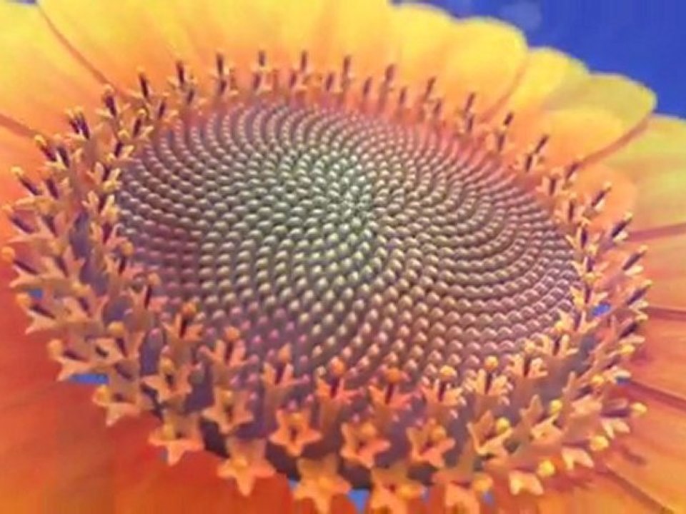 Nature by Numbers - Wow