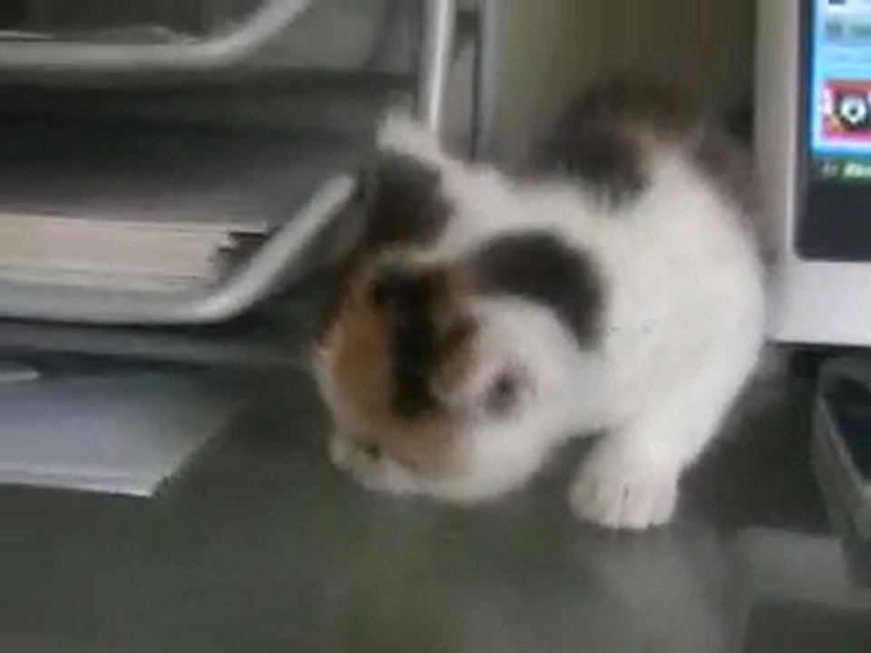 Délires  DE merde:chaton !!!