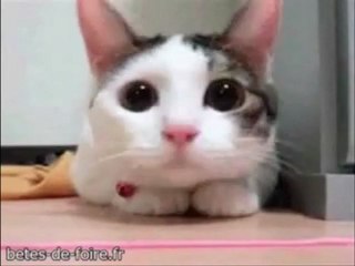 un chat qui joue au ping pong avec sa tete