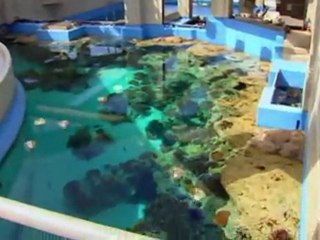 Discovery.channel.man.made.marvels.okinawa.aquarium.hdtv.xvid-logies