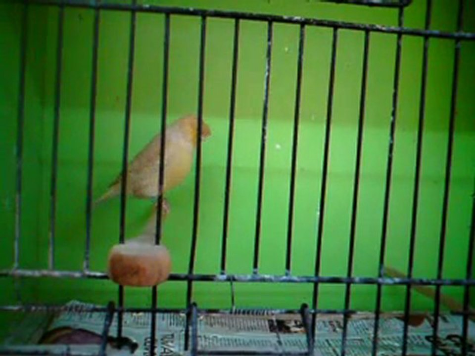 Tümay AŞÇIOĞLU 2011 Gloster Yavrularından