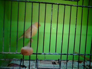 Tümay AŞÇIOĞLU 2011 Gloster Yavrularından