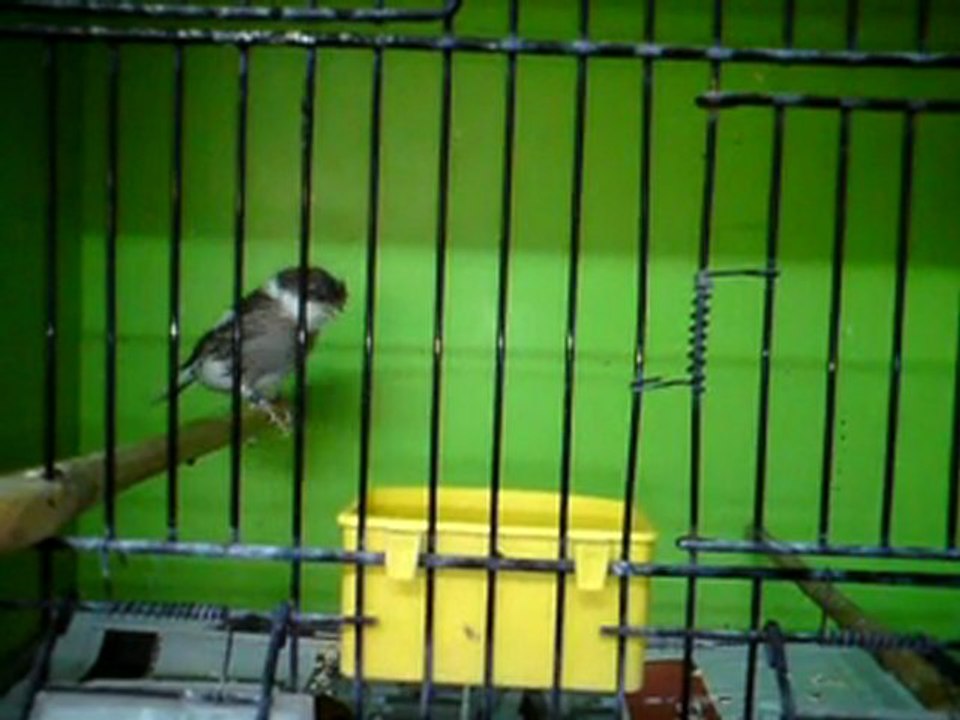 Tümay AŞÇIOĞLU 2011 Gloster Yavrularından