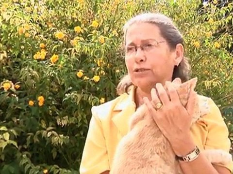 Que faire des chats errants? (Arcis-sur-Aube)