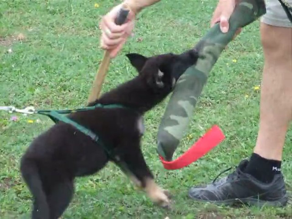 GUCCI du Domaine de Kilorff Le 18 08 2011