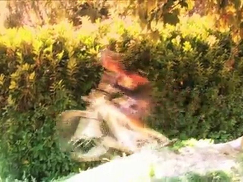 VTT Descente piste de la sarra... Août 2011