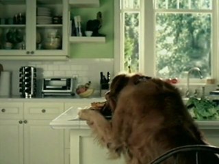 Smartest dog on earth cons master and cat