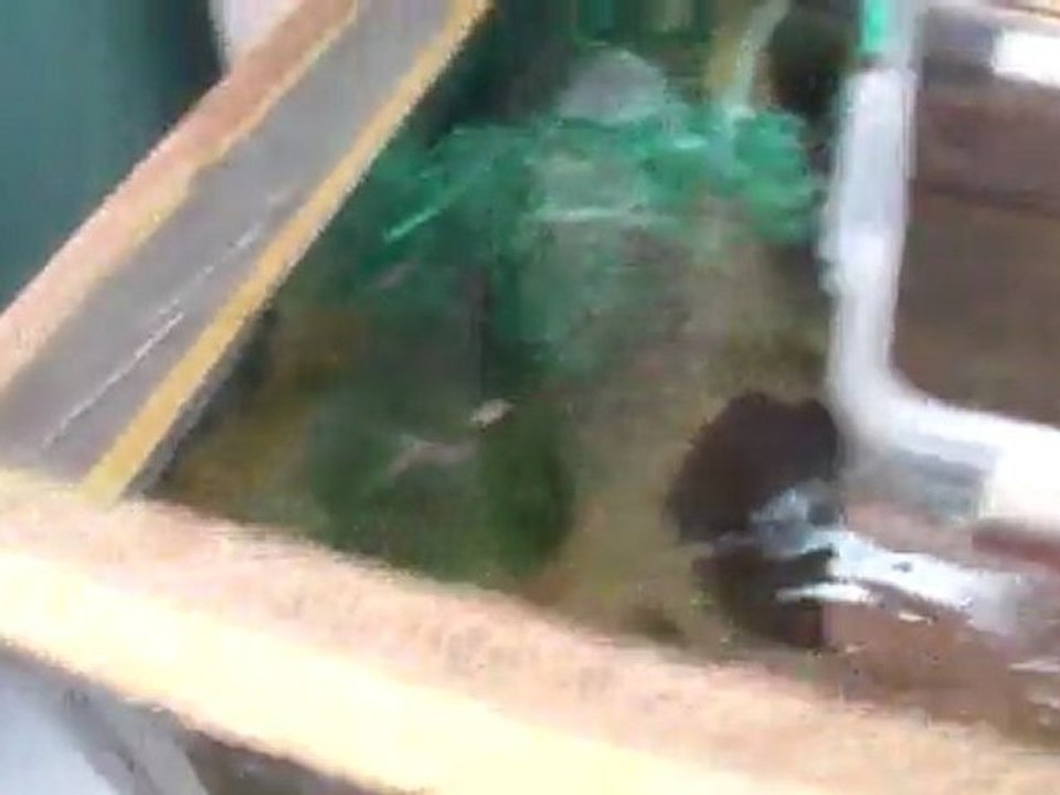 elongatus mpanga yavrularım hd