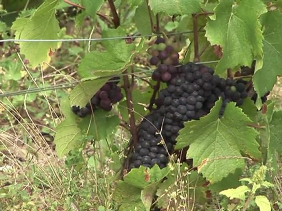 Vendanges très précoces en Champagne
